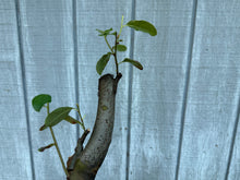 Load image into Gallery viewer, Chinese Quince #4
