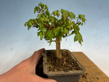 Load image into Gallery viewer, Trident Maple 010

