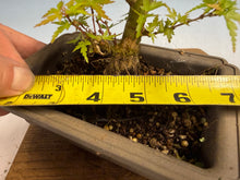Load image into Gallery viewer, Kotohime Japanese Maple-014
