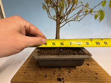 Load image into Gallery viewer, Zelkova, Japanese Grey Bark Elm 010

