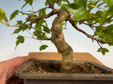 Load image into Gallery viewer, Trident Maple 017
