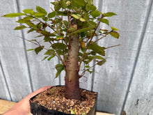 Load image into Gallery viewer, Zelkova, Japanese Grey Bark Elm #8

