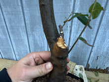 Load image into Gallery viewer, Chinese Quince #4

