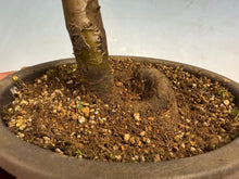 Load image into Gallery viewer, Chinese Quince 007

