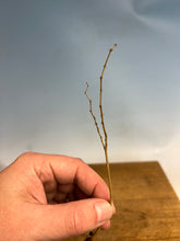 Load image into Gallery viewer, Zelkova Serrata, Japanese Grey Bark Elm- Standard 6-10”
