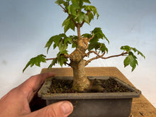 Load image into Gallery viewer, Trident Maple 011
