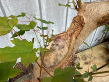 Load image into Gallery viewer, Trident Maple #39
