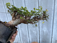 Load image into Gallery viewer, Chinese Elm #6
