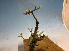 Load image into Gallery viewer, Shishigashira Japanese Maple 001
