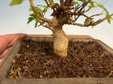 Load image into Gallery viewer, Trident Maple 018
