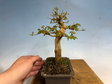 Load image into Gallery viewer, Trident Maple 007
