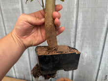 Load image into Gallery viewer, Trident Maple #36
