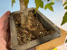 Load image into Gallery viewer, Trident Maple 019
