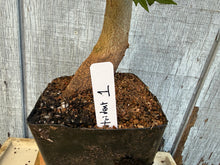 Load image into Gallery viewer, Trident Maple #1
