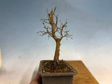 Load image into Gallery viewer, Zelkova, Japanese Grey Bark Elm 002
