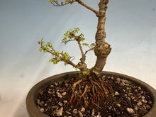 Load image into Gallery viewer, Chinese Elm var. Yatsabusa Cork Bark 002
