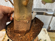 Load image into Gallery viewer, Trident Maple #19
