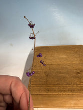 Load image into Gallery viewer, Japanese Beautyberry, Cutting Grown, Bare Root
