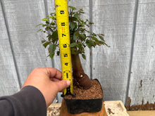 Load image into Gallery viewer, Zelkova, Japanese Grey Bark Elm #11
