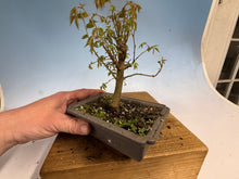 Load image into Gallery viewer, Zelkova, Japanese Grey Bark Elm 013
