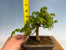 Load image into Gallery viewer, Trident Maple 010
