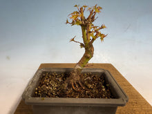 Load image into Gallery viewer, Kotohime Japanese Maple-002
