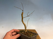 Load image into Gallery viewer, Japanese Crepe Myrtle-001
