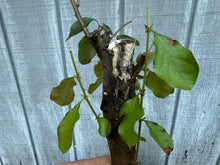 Load image into Gallery viewer, Chinese Quince #3
