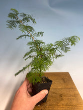 Load image into Gallery viewer, Dawn Redwood (Metasequoia)
