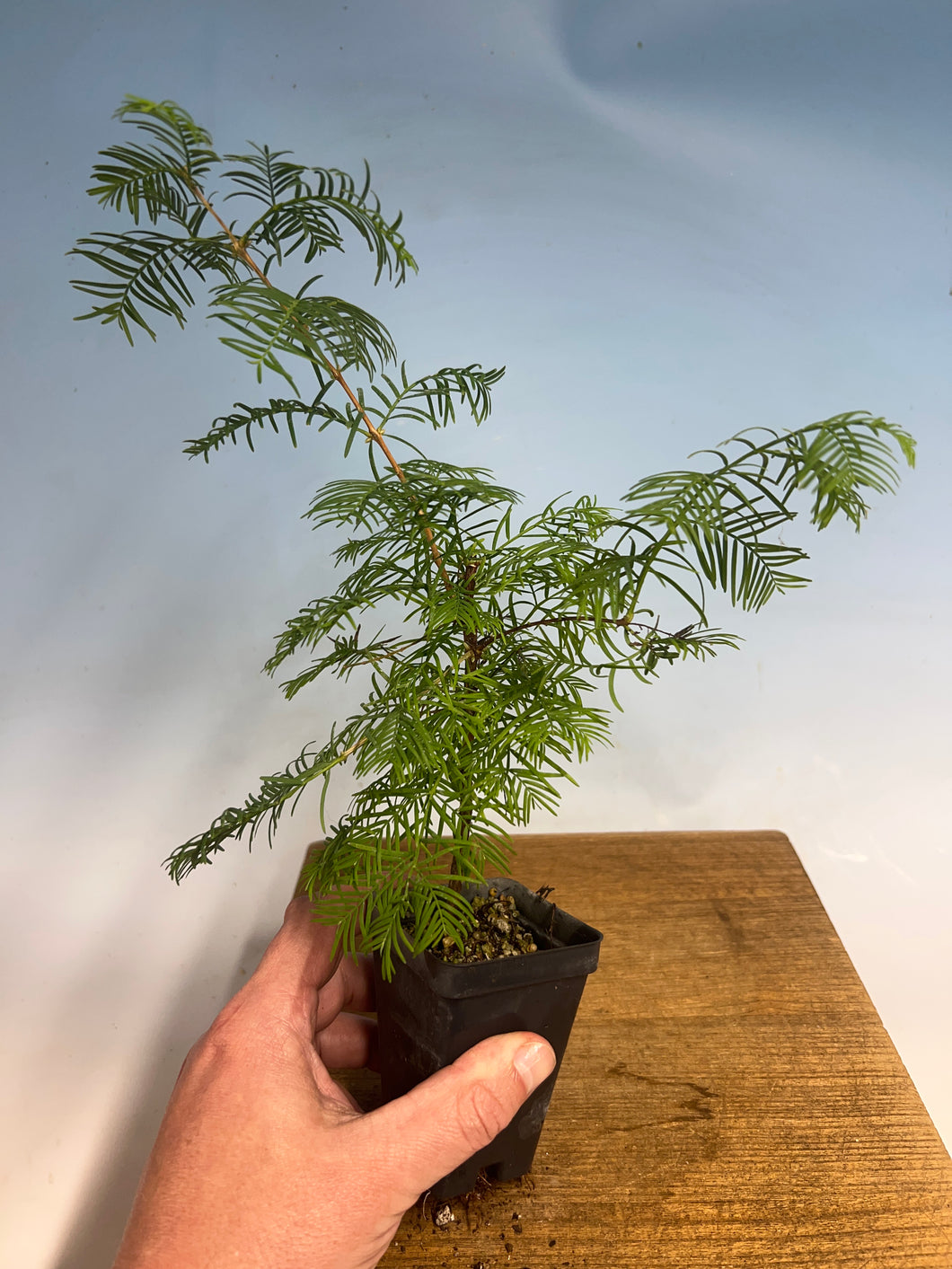 Dawn Redwood (Metasequoia)