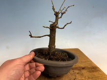 Load image into Gallery viewer, Chinese Quince 004
