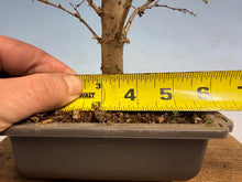 Load image into Gallery viewer, Zelkova, Japanese Grey Bark Elm 003
