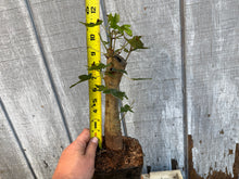 Load image into Gallery viewer, Trident Maple #8
