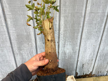 Load image into Gallery viewer, Trident Maple #26
