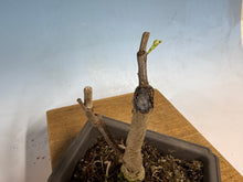 Load image into Gallery viewer, Japanese Wisteria 004
