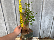 Load image into Gallery viewer, Trident Maple #38
