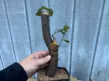 Load image into Gallery viewer, Chinese Quince #4
