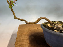 Load image into Gallery viewer, Chinese Elm-Root Cutting 001
