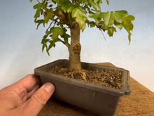 Load image into Gallery viewer, Trident Maple 027
