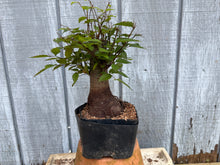 Load image into Gallery viewer, Zelkova, Japanese Grey Bark Elm #22

