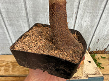 Load image into Gallery viewer, Trident Maple #33
