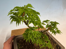Load image into Gallery viewer, Shishigashira Japanese Maple 012
