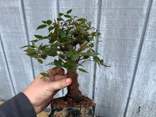 Load image into Gallery viewer, Zelkova, Japanese Grey Bark Elm #16
