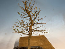 Load image into Gallery viewer, Chinese Hackberry, Celtis 001
