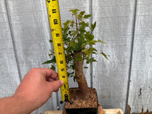 Load image into Gallery viewer, Trident Maple #34
