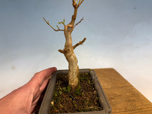 Load image into Gallery viewer, Trident Maple 004
