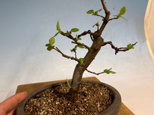 Load image into Gallery viewer, Chinese Quince 011
