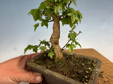 Load image into Gallery viewer, Trident Maple 009
