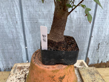 Load image into Gallery viewer, Zelkova, Japanese Grey Bark Elm #18
