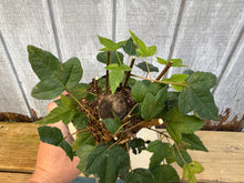 Load image into Gallery viewer, Trident Maple #1
